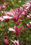 Magnolia in fiore