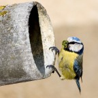 L'imbeccata L'imbeccata