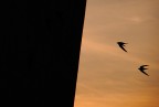 Volo di Rondoni al tramonto Volo di Rondoni al tramonto