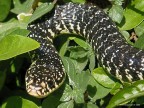 Snake Snake