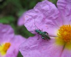 Canon A80 - (Oedemera femorata)