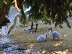 Il cigno selvatico con la prole.
Dedico questa foto a tutte le mamme con un pensiero particolare a quelle dei paesi africani dilaniati da guerre e carestie.