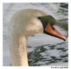 Stai attento.....mordo Stai attento.....mordo