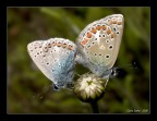 Lycaena icarus accoppiamento Lycaena icarus accoppiamento