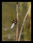 Orthetrum cancellatum Orthetrum cancellatum