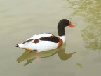 Proseguo il reportage del centro LIPU di Racconigi.
La volpoca  cos chiamata perch nidifica nella tana della volpe e imitando la sua voce inganna l'astuta volpe facendole credere che la tana  gi occupata.