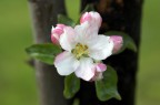 Il giardino di una mia amica era pieno di peri in fiore, ho colto l'occasione per provare ad accoppiare il mio 50 1.8 con delle lenti closeup tamron appena acquistate.
Critiche e commenti sono benvenuti