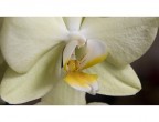orchidea2 orchidea2