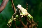 Iguana Iguana