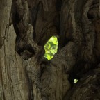 spioncino naturale spioncino naturale