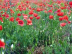 Sguardo rosso (Papaver rhoeas) Sguardo rosso (Papaver rhoeas)