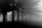 Tenebrosa Tenebrosa