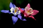 L'Aquilegia...