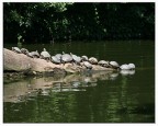 una giornata al bioparco di Roma 

mi picevano come stavano messe .... spero anche a voi