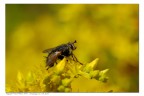 Mosca su fondo giallo Mosca su fondo giallo