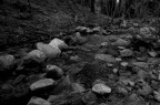 ruscello al Parco di Sette Fratelli (CA). 28mm f2.8 @ f11. Pellicola Ilford FP4  125 ISO scandita con scanner piano. La stampa  molto pi contrastata, migliore, se volete. Vorrei un vostro giudizio sulla composizione.