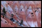 Trees - Bryce Canyon Trees - Bryce Canyon