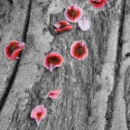 Petals Petals