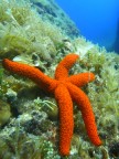 Stella marina in un canyon, Isola di S. Andrea - Gallipoli (Le)
-13mt.

Scatto effettuato con grandangolo e impostazioni per macro.

Come composizione, secondo voi, cosa c' da migliorare? Tra direttrici inclinate, direzioni delle braccia e centro dell'attenzione (stella), non ho saputo cosa scegliere. Ho solo mantenuto il centro della stella e l'inclinazione sinistra del canyon.
Che cosa avreste fatto al mio posto?

Spero di avere molti consigli per migliorare

Grazie a tutti

Giuseppe