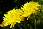 Una comune pianta selvatica con piccoli e graziosi fiori giallo intenso...forse sono cosi belli perch sono semplici :)


Critiche, suggerimenti e commenti sempre graditi :)