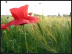 papaveri e spighe papaveri e spighe