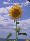 girasole al mare girasole al mare