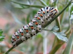 Bruco di Papilio Machaon Bruco di Papilio Machaon