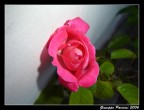 Una rosa Una rosa