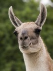 Guanaco Guanaco