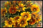 fiori 1 fiori 1