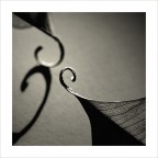 Foglie, Studio 4, Montecalvoli, 2006. Foglie, Studio 4, Montecalvoli, 2006.