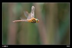 Libellula in volo.. Libellula in volo..