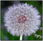 Soffione croppatone Soffione croppatone