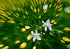 Flower-panning Flower-panning