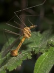 Tipula paludosa (maschio) Tipula paludosa (maschio)