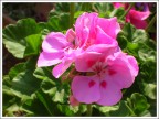 Foto scattata con nikon coolpix 4600