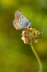 Che bel portamento questo Licenide.f/5 1/250sec -1,3 EV staratura fill in 100macro+20mm allungamento