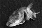 Testa di pesce (Immagien cruda) Testa di pesce (Immagien cruda)