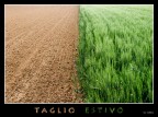 Taglio Estivo Taglio Estivo