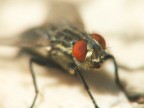 mosca mosca
