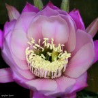 Un'altra echinopsis (cactacea) questa volta tutta rosa con sfumature diverse + chiare e + scure....

Scattata sempre di notte quando il fiore sboccia :D

Critiche suggerimenti e commenti sempre graditi :)