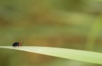 Tirava molto vento, sono stato diversi minuti in attesa che cessasse per un attimo e ho scattato, ma che fatica per focheggiare! 100macro+32mm mano libera f/5.6 1/250sec fill in priorita' diaframmi