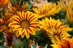 Giallo - Rosso Giallo - Rosso
