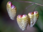 fiori secchi fiori secchi