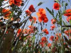 Papaveri e grano Papaveri e grano