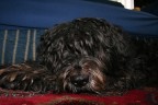 il mio cucciolone in relax.