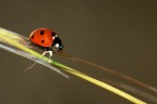 Coccinella Coccinella