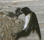 L'imbeccata L'imbeccata