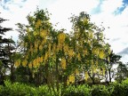 Albero Albero