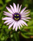 Un fiore che sorride... pensieroso.
Non sempre l'essere umano se ne rende conto.